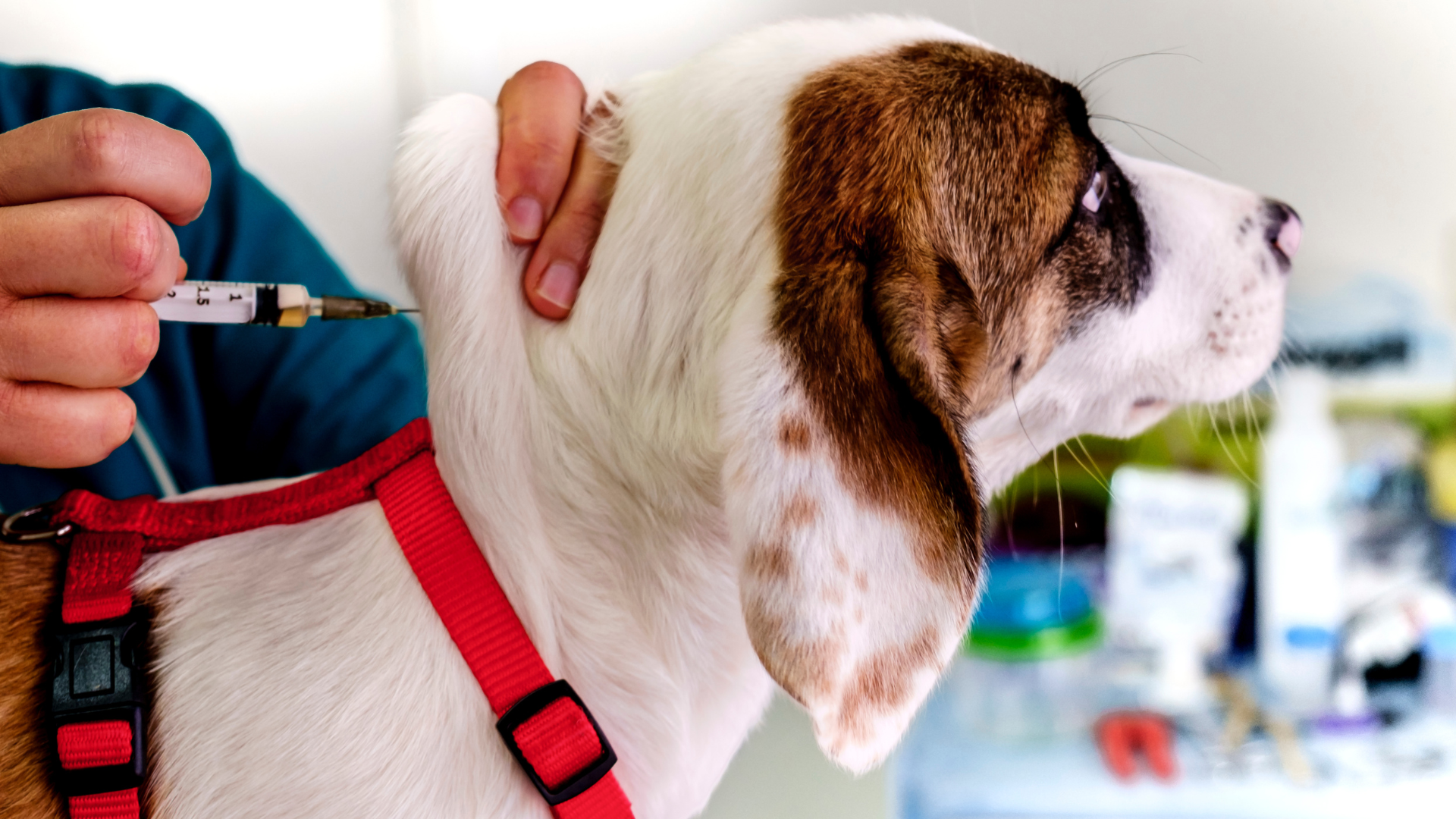 vaccination and other policies for dogs in workplaces